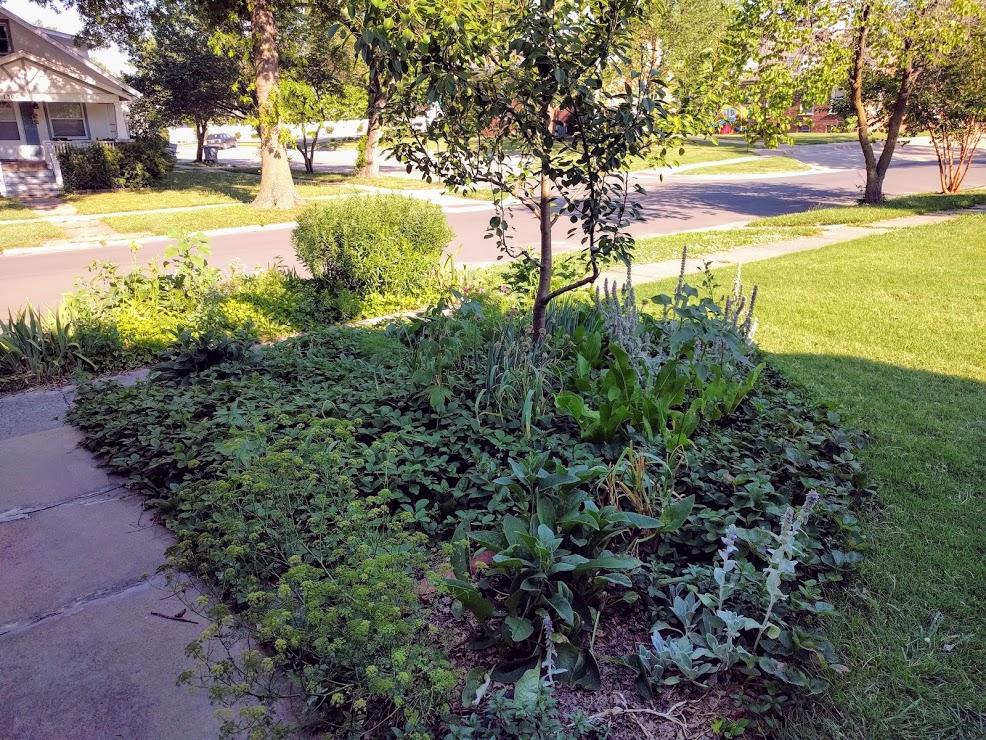 pear tree guild in 2017